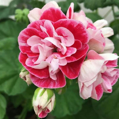 & Red Geranium plant