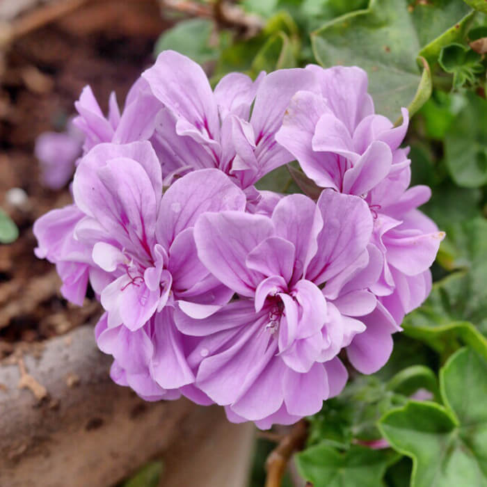 Purple Univalve Geranium plant