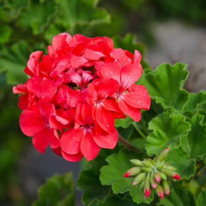 Orange Red Geranium plant