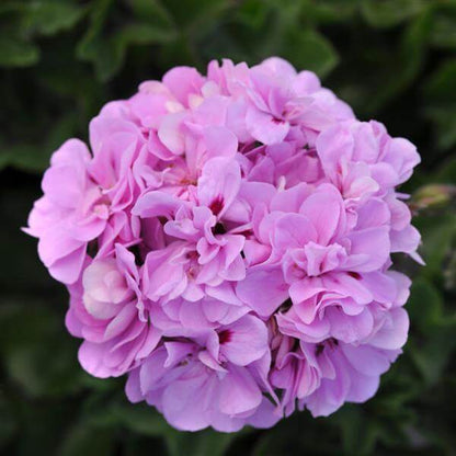 Purple Univalve Geranium plant