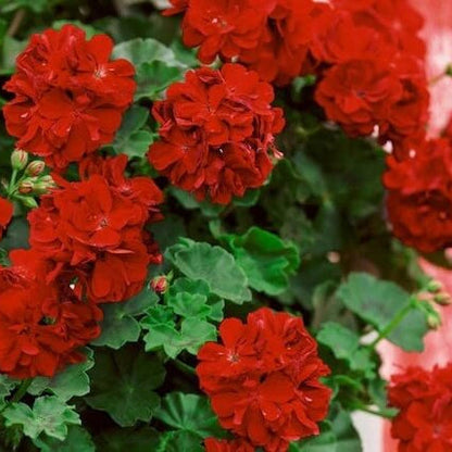 Red Breakawa Geranium plant