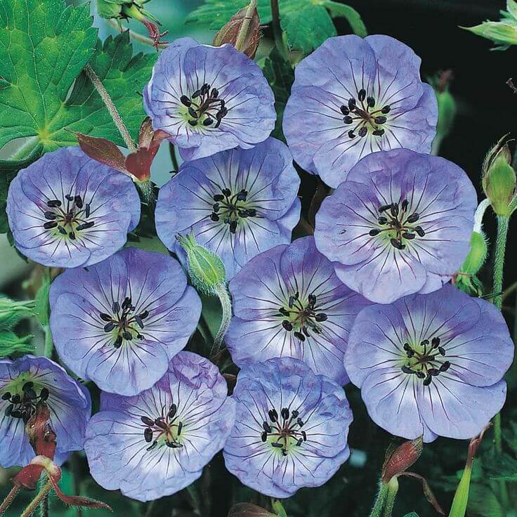 Blue Flores Geranium plant