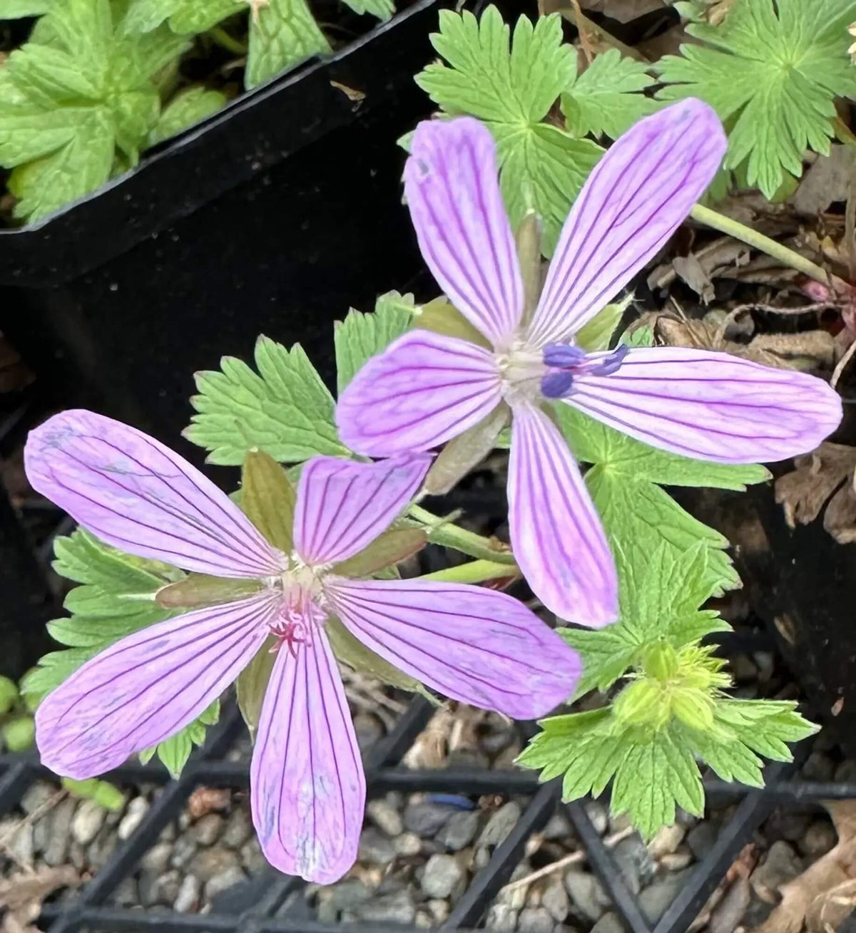 Asphodeloides Geranium plant