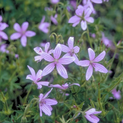 Asphodeloides Geranium plant