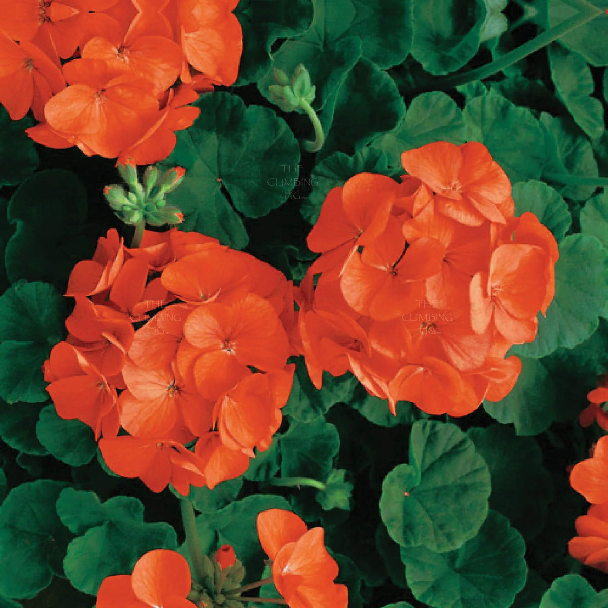 Orange Geranium plant