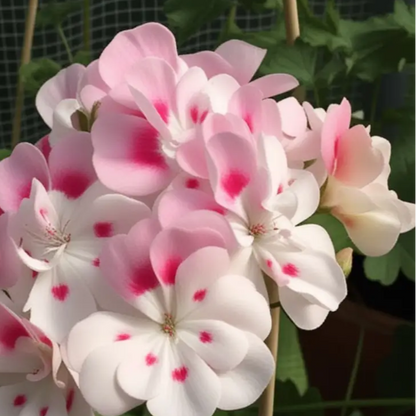 Pink White Geranium plant