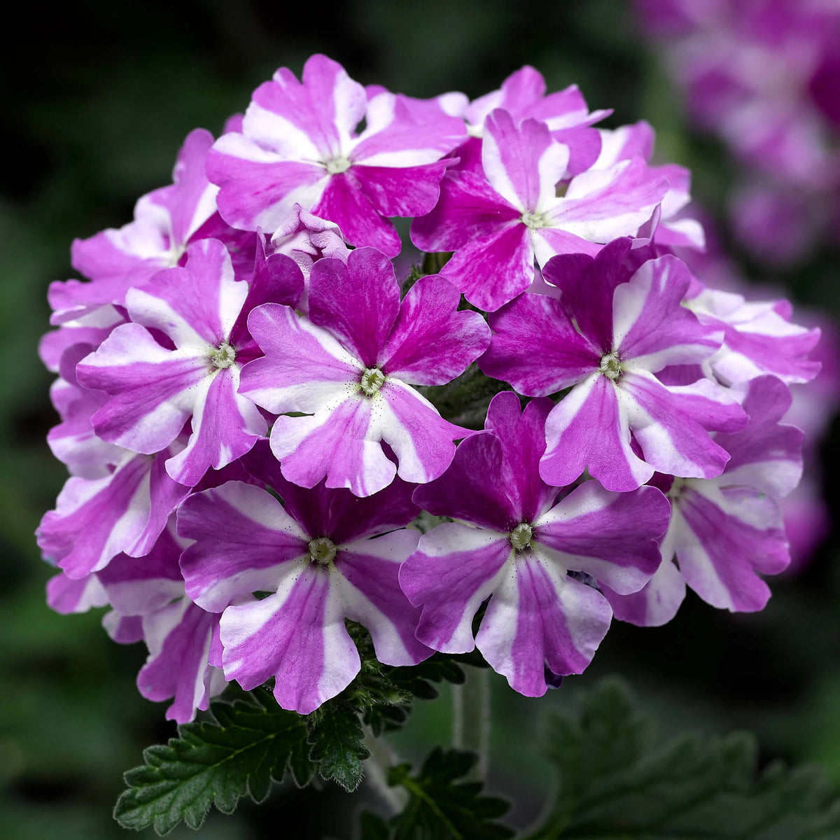 & White Geranium plant