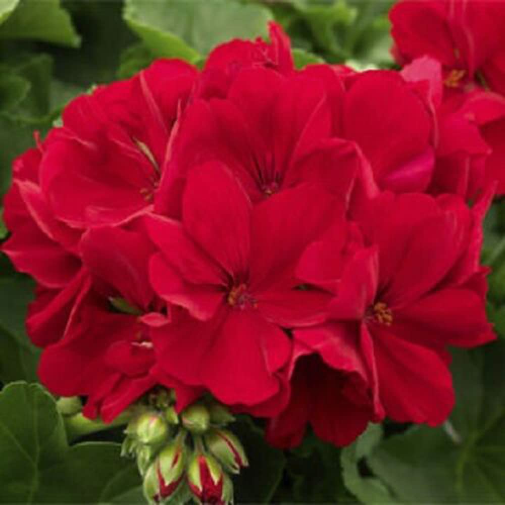 Geranium plant