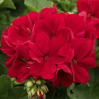 Geranium plant