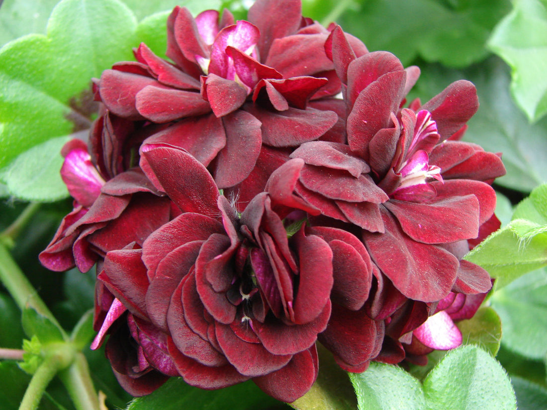 Dark Pink flower seeds