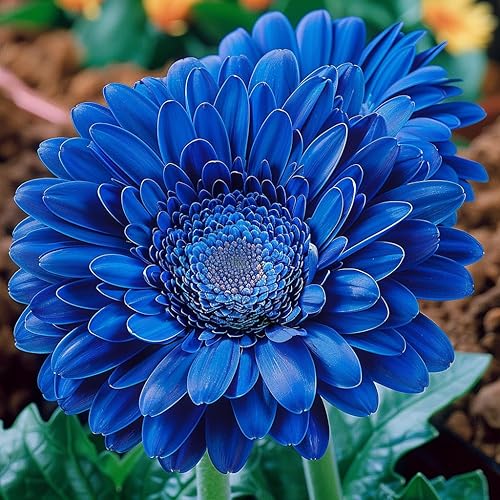 Blue Gerbera Daisy plant