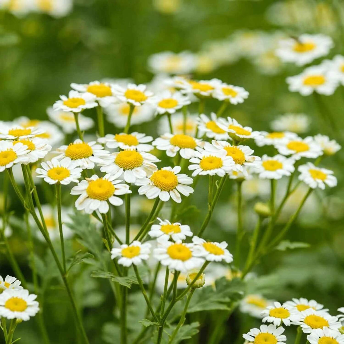 German Chamomile Chamomile plant