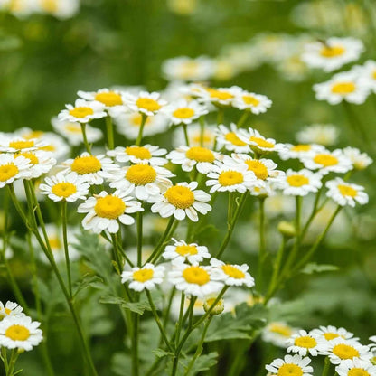 German Chamomile Chamomile plant
