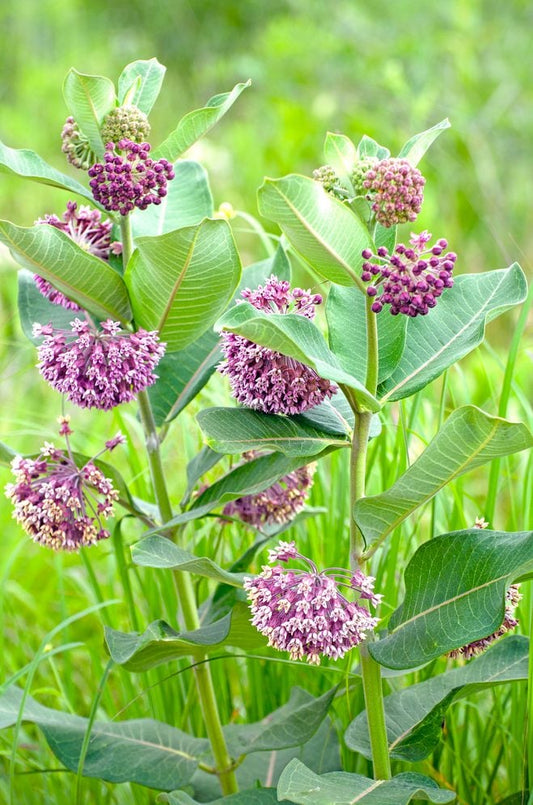 Asclepias flower seeds