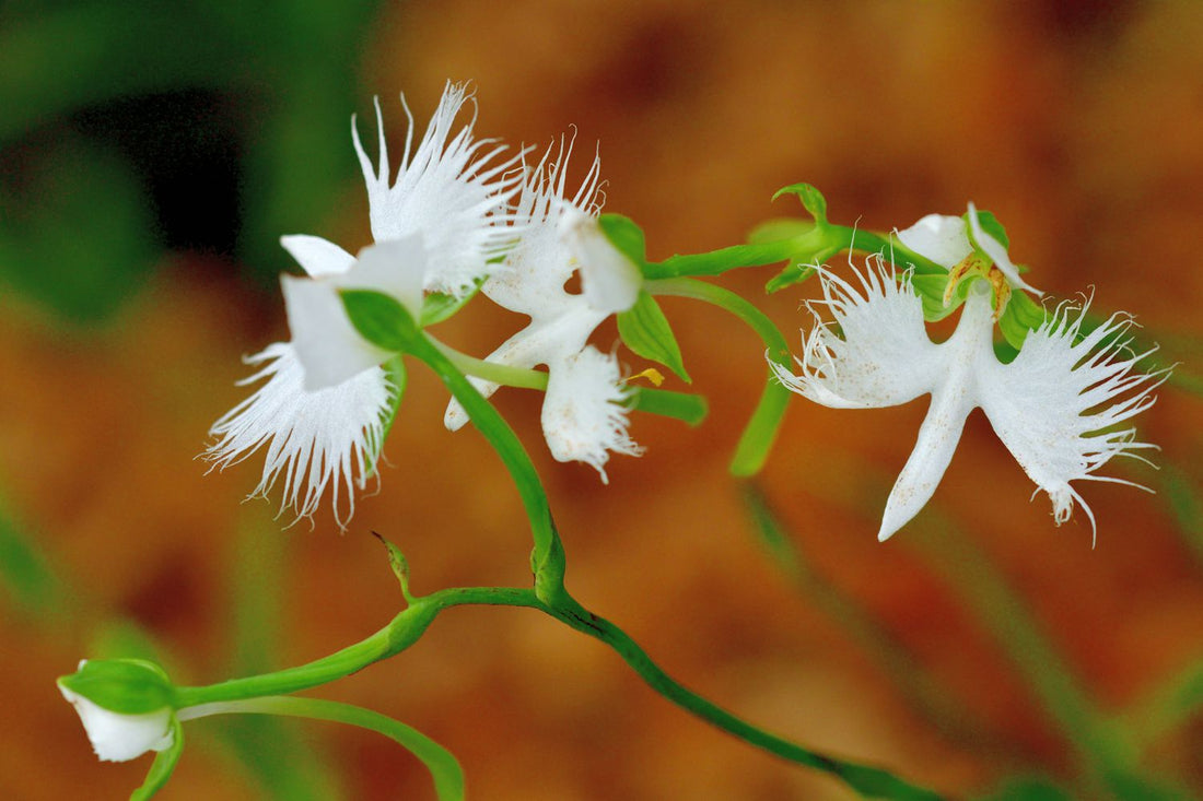 Egret Orchid flower seeds