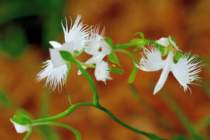 Egret Orchid flower seeds