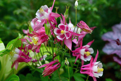 Aquilegia flower seeds