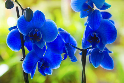 Deep Blue flower seeds