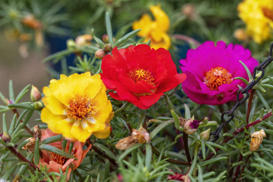 Tequila Portulaca flower seeds