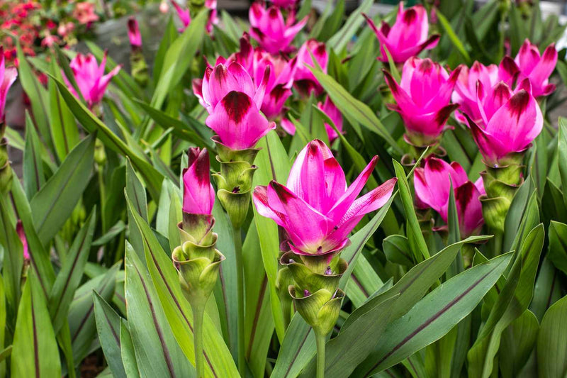 Curcuma Flower Seeds for Planting – Heirloom Non-GMO Garden Seeds