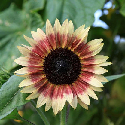 and Pink Sunflower plant