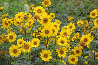 Yellow Sunflower Seeds for Planting – Heirloom Non-GMO Garden Seeds