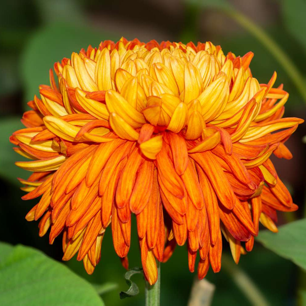 Orange Chrysanthemum flower seeds