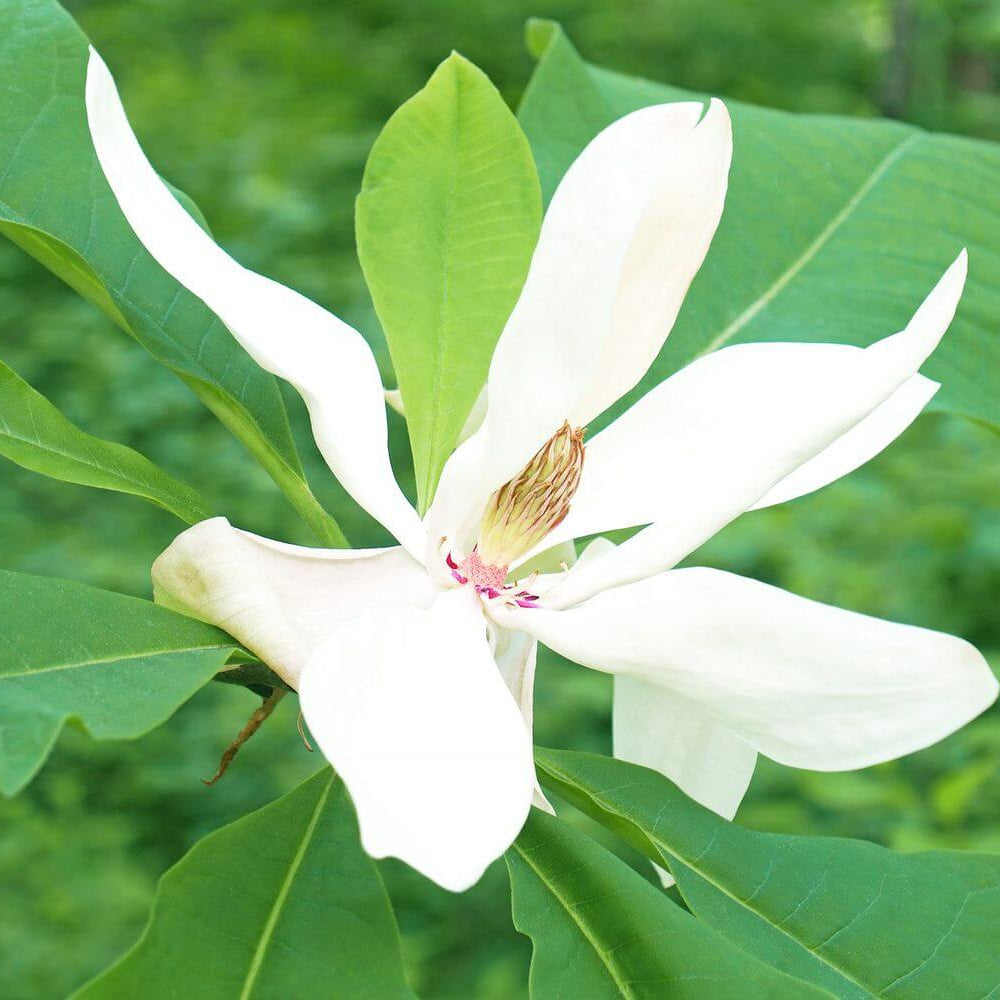 Magnolia macrophylla Magnolia plant