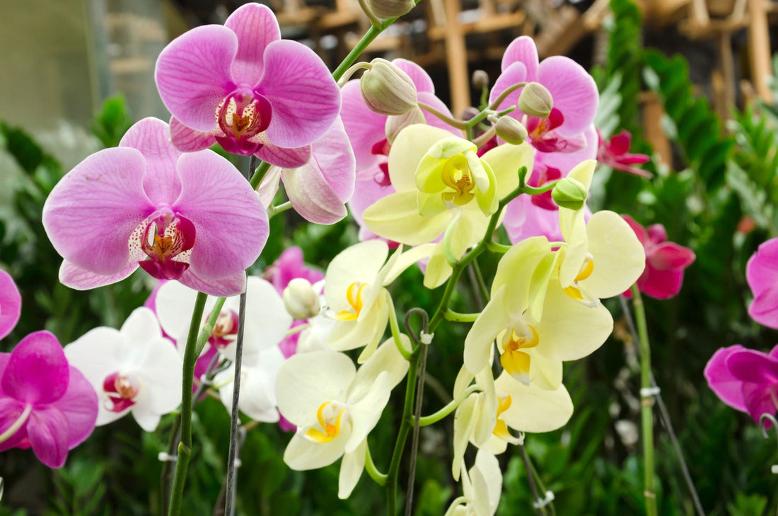 Phalaenopsis Orchid flower seeds