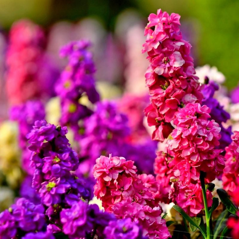Purple Hoary flower seeds