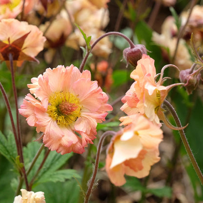Geum flower seeds