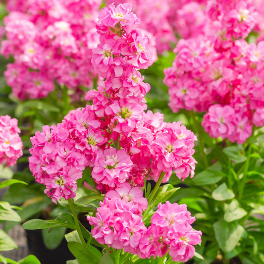 Baby Pink flower seeds