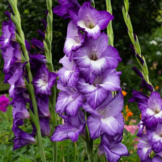 Blue Gladiolus flower seeds