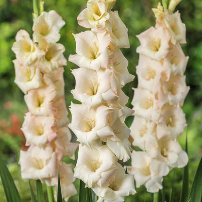 Cream White flower seeds