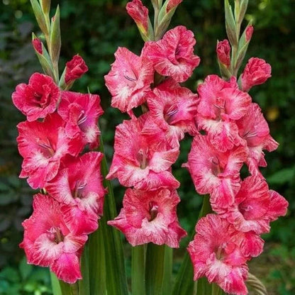 Baby Pink flower seeds