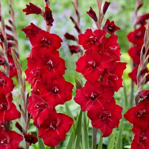 Gladiolus flower seeds