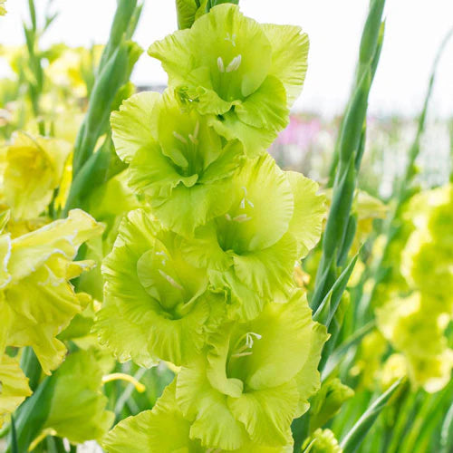 Green Perennial flower seeds