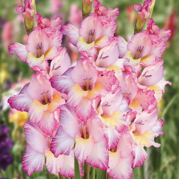 Yellow Light flower seeds