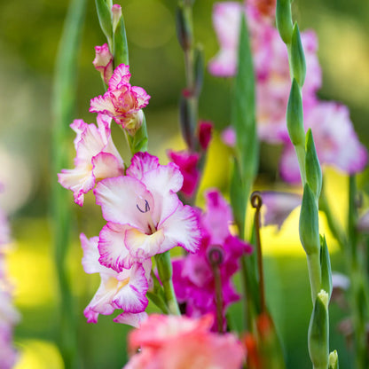 Perennial Gladiolus flower seeds