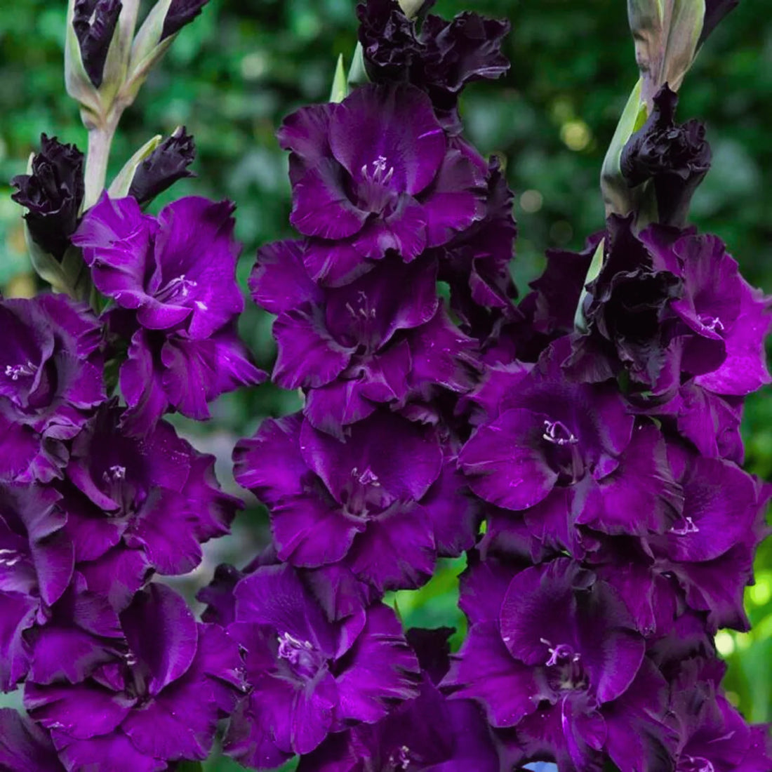 Dark Purple flower seeds
