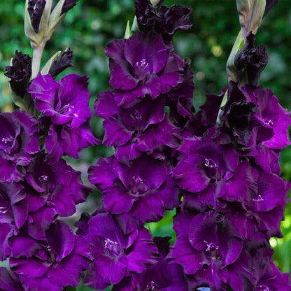 Dark Purple flower seeds