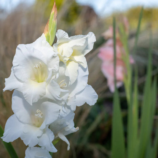 White Gladiolus flower seeds