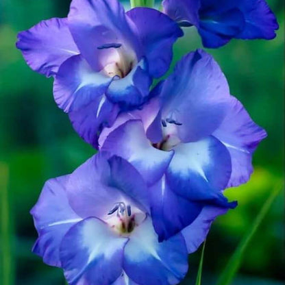 Blue Gladiolus plant