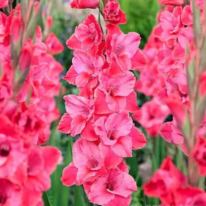 Pink Gladiolus plant