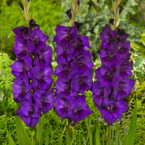 Purple Gladiolus plant
