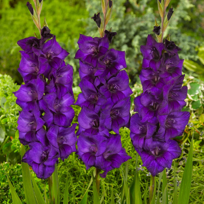 Purple Gladiolus plant