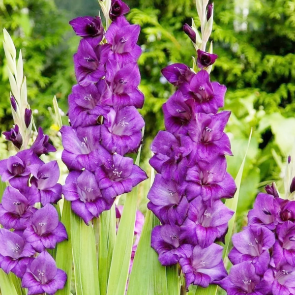Purple Gladiolus plant