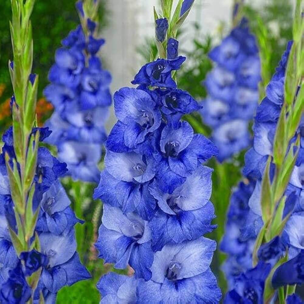 Blue Gladiolus plant