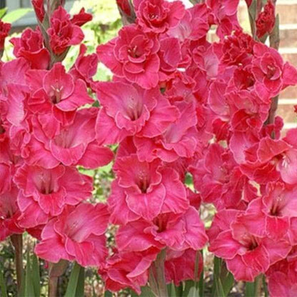 Pink Gladiolus plant