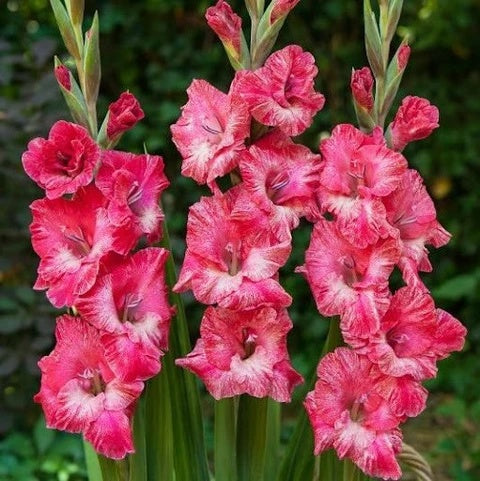 Pink Gladiolus plant